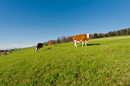 Cows Grazing on Green Pasture in Switzerland