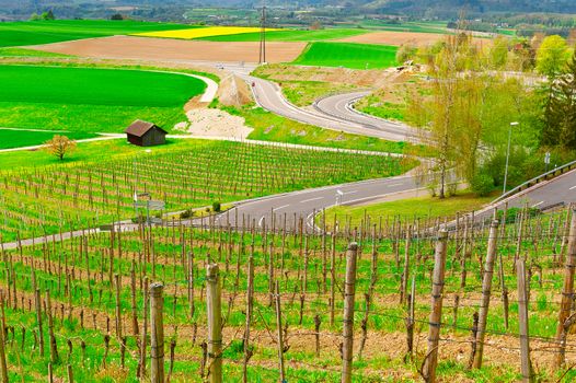 Young Vineyard on the Slopes of the Swiss Alps