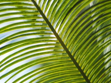 pattern of green palm leaves with blue sky
