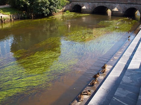 Mallard ducks in the city by small river Vejle Denmark
