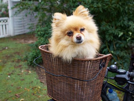 Cute small dog in basket on bicycle getting a free ride