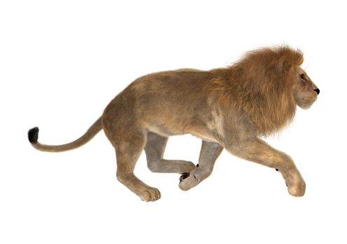 3D digital render of a male lion running isolated on white background