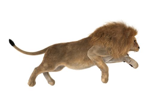 3D digital render of a male lion hunting isolated on white background