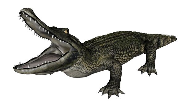 Caiman roaring isolated in white background - 3D render