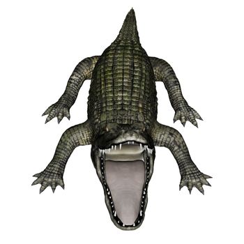 Caiman roaring isolated in white background - 3D render