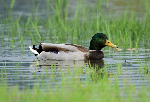 Male mallard or wild duck, anas platyrhynchos, floating on the water among grass