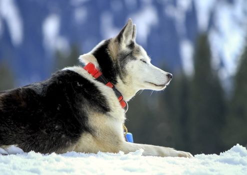 Siberian husky dog wearing red necklace portrait and cloudy sky background