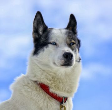 Siberian husky dog wearing red necklace portrait and cloudy sky background