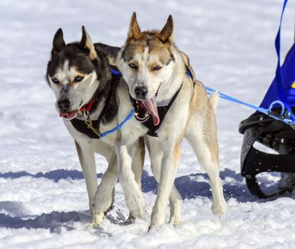 Husky sled dog team at work with tongue outside by winter day