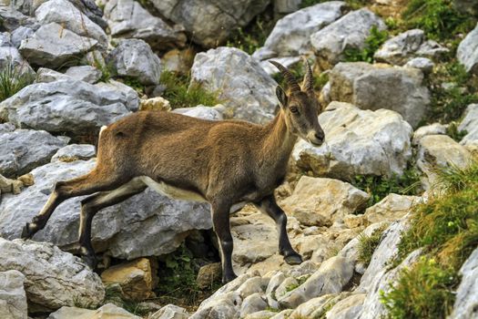 Female wild alpine ibex, capra ibex, or steinbock running on rocks in Alps mountain, France