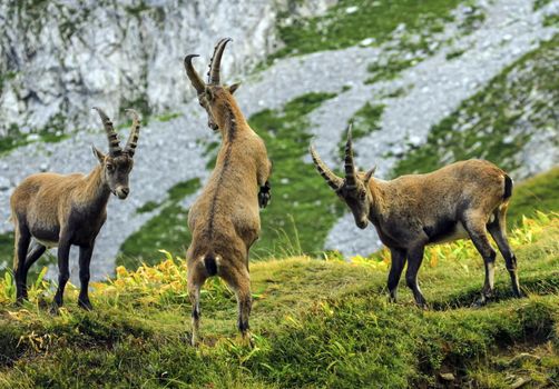 Young male wild alpine ibex, capra ibex, or steinbock fighting in Alps mountain, France