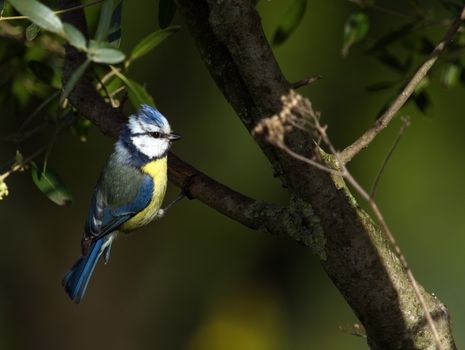 Eurasian blue tit, cyanistes caeruleus, standing on branch