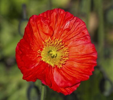 Closeup on beautiful red papaver flower in nature