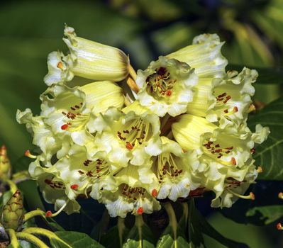 Close up on rhododendron macabeanum beautiful flowers