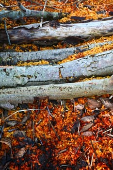 Forest in denmark in autumn after the woodcutter work
