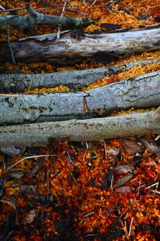 Forest in denmark in autumn after the woodcutter work