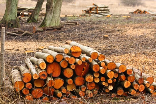 Forest in denmark in autumn after the woodcutter work