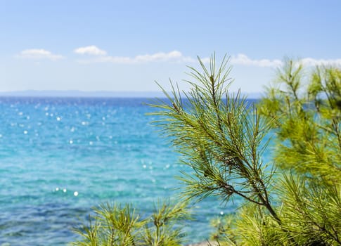 beautiful sea view with Pine branches in the foreground