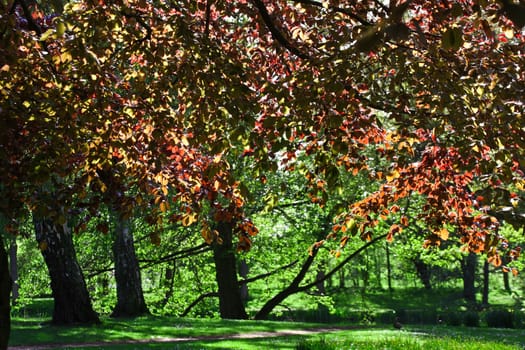 Trees details in the country side in denmark