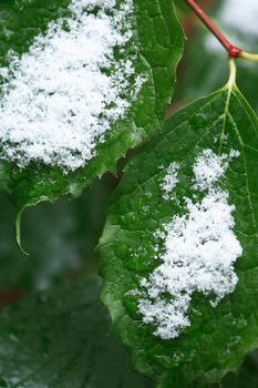 Between fall and winter. First snow on green leaves