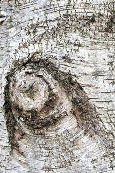 Wooden background. Extreme closeup of old birch tree with knot