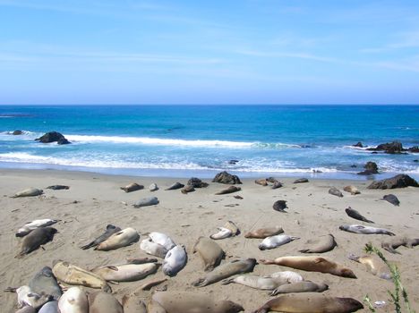 sea ​​lions asleep on the beach