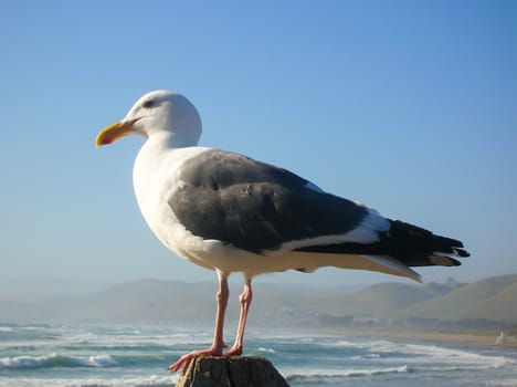 Gull on the Pacific Ocean