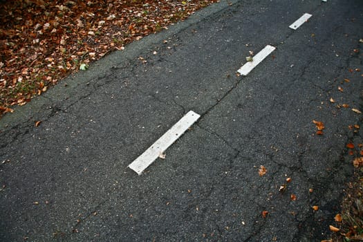 Road in a forest in denmark