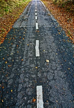 Road in a forest in denmark