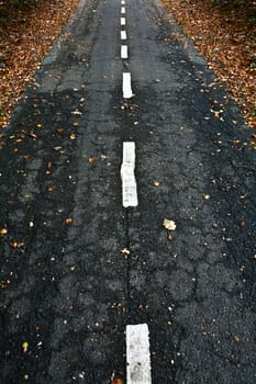 Road in a forest in denmark