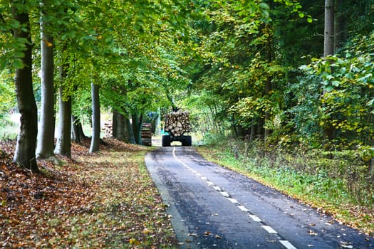 Road in a forest in denmark with woodcutters at work