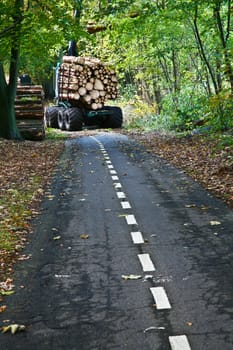 Road in a forest in denmark with woodcutters at work