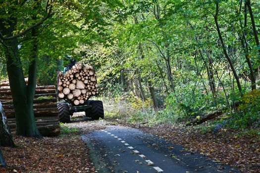 Road in a forest in denmark with woodcutters at work