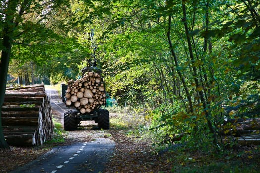 Road in a forest in denmark with woodcutters at work