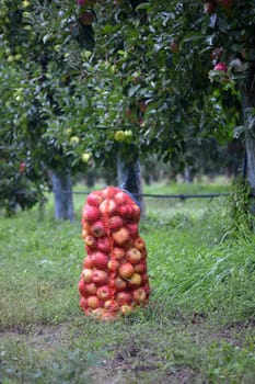 Picture of an Apple fruits in october ready for harvesting in orchard