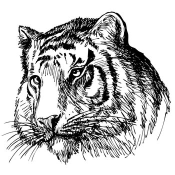head of tiger hand drawn on white background