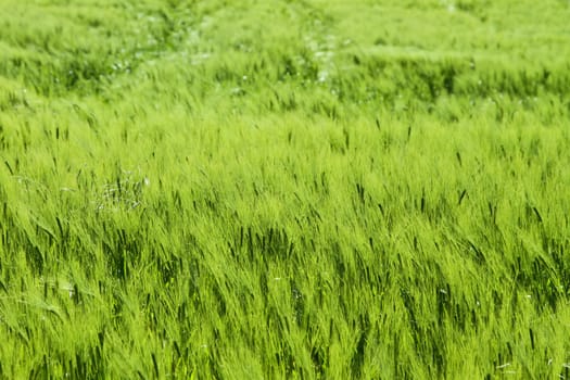 Green weath cereal field in denmark in the summer