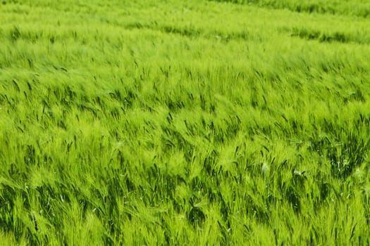Green weath cereal field in denmark in the summer