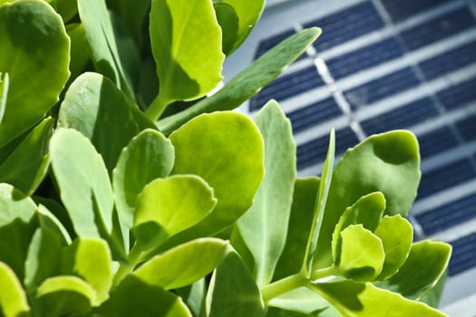 PV celles details, close up picture. Photovoltaics PV is the field of technology and research related to the application of solar cells for energy by converting sunlight directly into electricity.