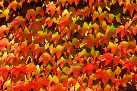 Old red brick house in denmark with red leaves
