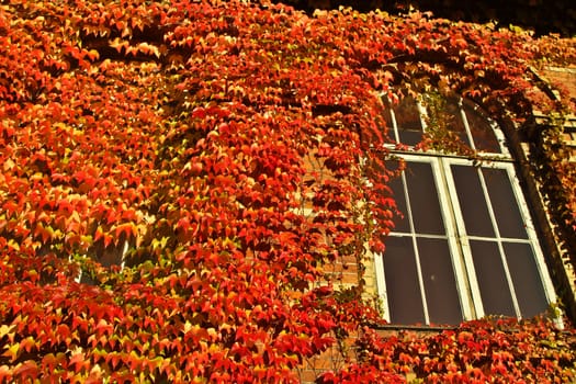Old red brick house in denmark with red leaves