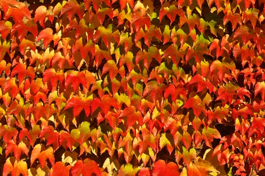 Old red brick house in denmark with red leaves