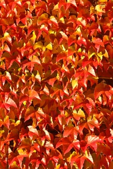 Old red brick house in denmark with red leaves