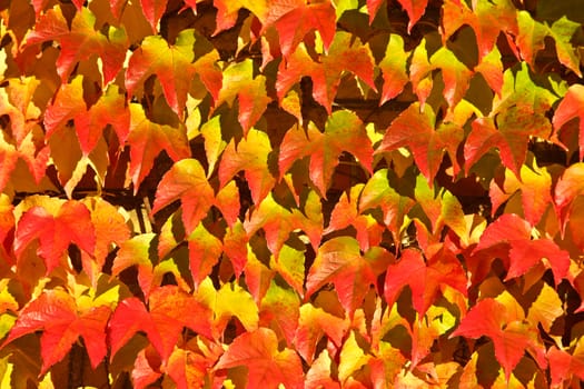 Old red brick house in denmark with red leaves
