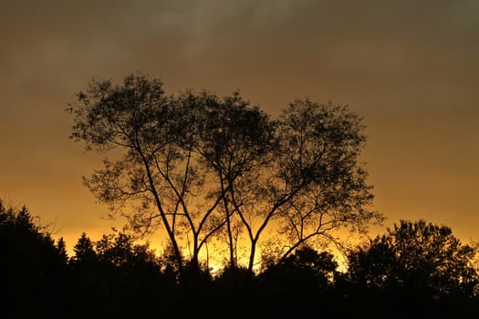Trees against a yellow sunset sky in Denmark