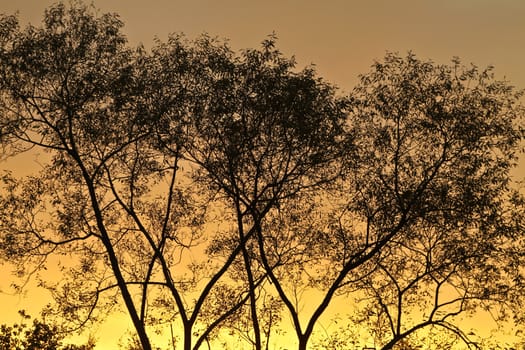 Trees against a yellow sunset sky in Denmark
