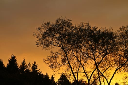 Trees against a yellow sunset sky in Denmark