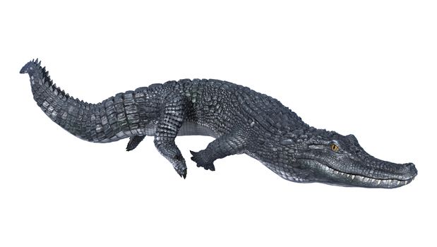 3D digital render of an alligator caiman isolated on white background