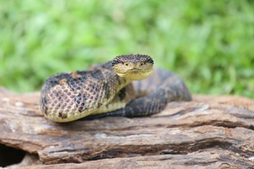 Jumping Pit Viper (atropoides Mexicanus)