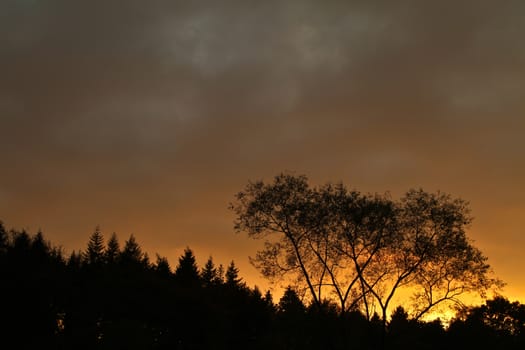 Trees against a yellow sunset sky in Denmark
